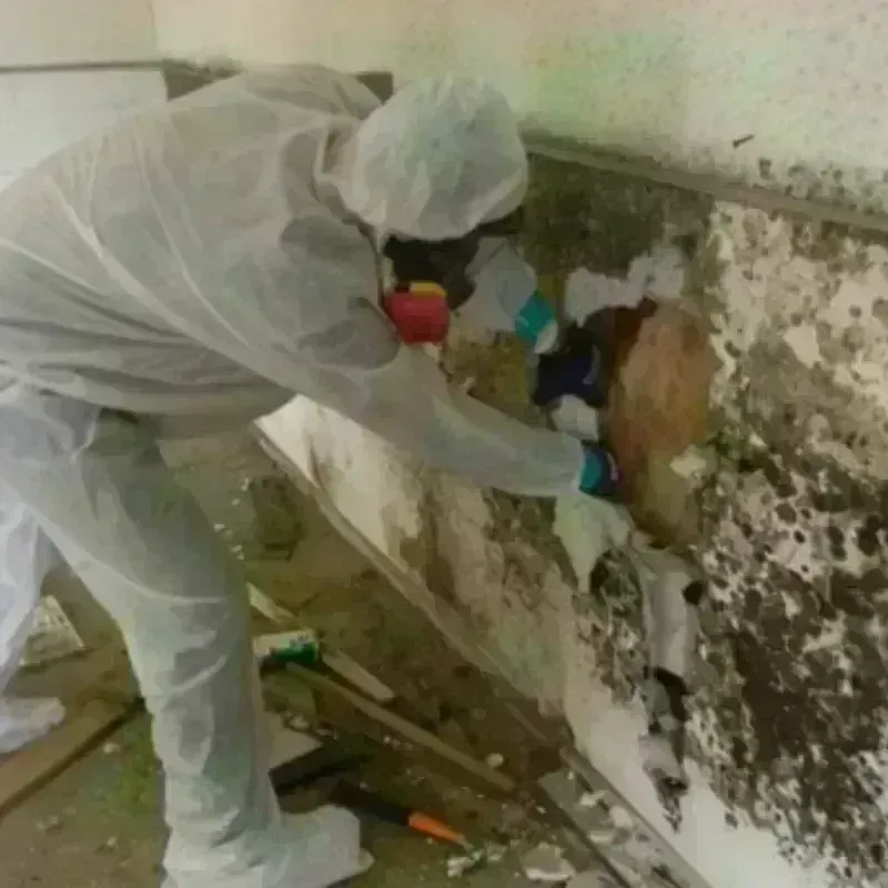 Mold Remediation and Removal in Hilliard, OH